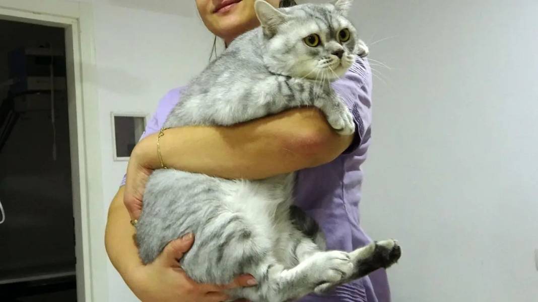 Isparta’da Kedi Nazlı Kan Nakliyle Hayata Döndü! 6